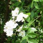Rosa beggeriana bloem met roze bloemblaadjes en groene bladeren.
