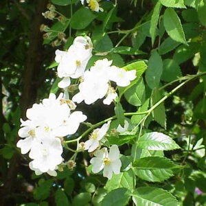 Rosa beggeriana bloem met roze bloemblaadjes en groene bladeren.