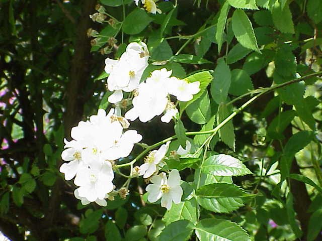 Rosa beggeriana bloem met roze bloemblaadjes en groene bladeren.