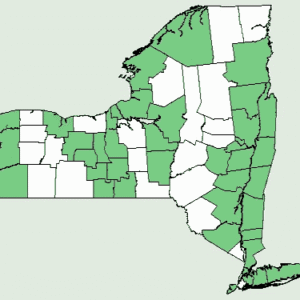 Rosa Carolina plant met verspreidingskaart van New York.