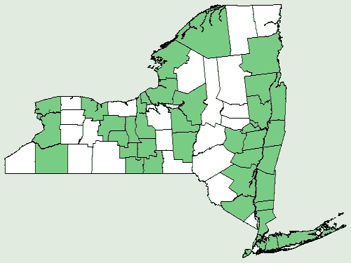 Rosa Carolina plant met verspreidingskaart van New York.