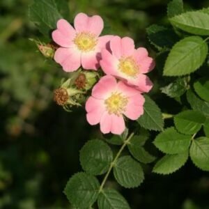Close-up van glanzende bruine rozenbottels op doornige tak.