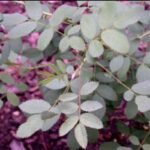 Roze Rosa fedtschenkoana bloem op groene bladeren achtergrond.