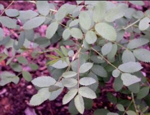 Roze Rosa fedtschenkoana bloem op groene bladeren achtergrond.