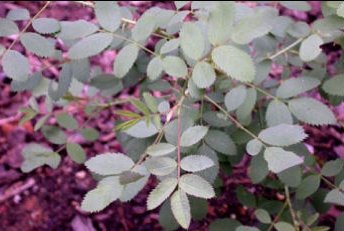 Roze Rosa fedtschenkoana bloem op groene bladeren achtergrond.