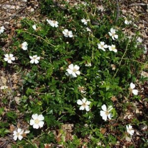 Bloeiende Rosa sempervirens struik met groene bladeren en doornen in zonnige setting.