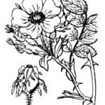 Illustratie van Rosa tomentosa plant met zachtroze bloemen en donkergroen blad.