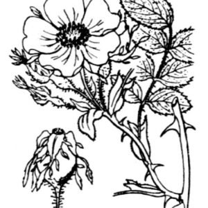 Illustratie van Rosa tomentosa plant met zachtroze bloemen en donkergroen blad.