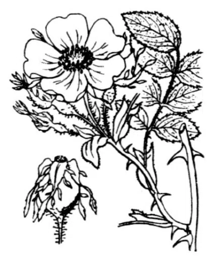 Illustratie van Rosa tomentosa plant met zachtroze bloemen en donkergroen blad.