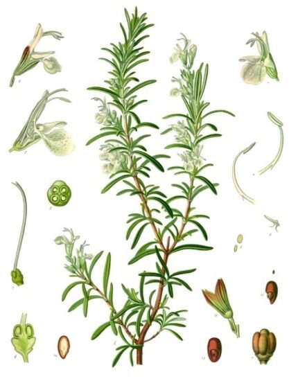 Salvia subg. Rosmarinus plant met groene bladeren en bloemen.