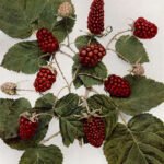 Sappige, paars-zwarte Loganbes op groene bladeren tak.