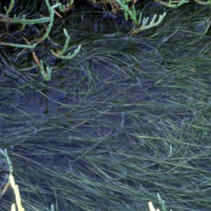 Winterharde Snavelruppia met groen blad en witte bloemen in natuurlijke omgeving.