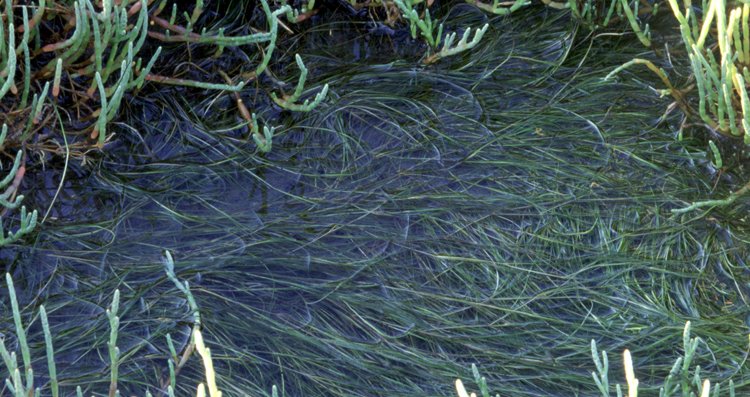 Winterharde Snavelruppia met groen blad en witte bloemen in natuurlijke omgeving.
