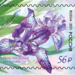 Close-up of purple and yellow Iris tigridia flower on 2021 Russian stamp.