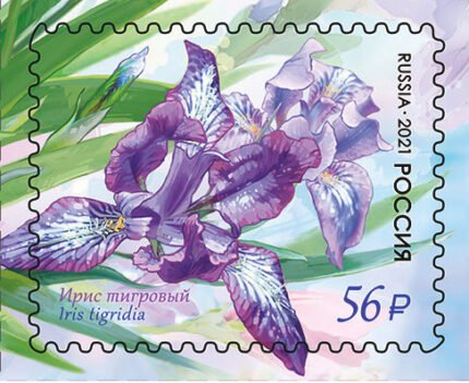 Close-up of purple and yellow Iris tigridia flower on 2021 Russian stamp.