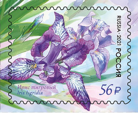 Close-up of purple and yellow Iris tigridia flower on 2021 Russian stamp.