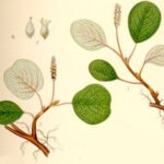 Salix reticulata met heldergroene bladeren en fijne vertakkingen in natuurlijke omgeving.