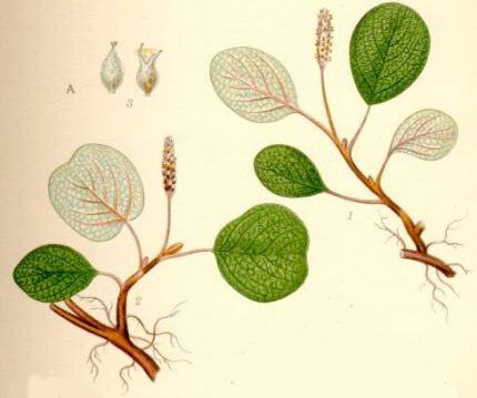 Salix reticulata met heldergroene bladeren en fijne vertakkingen in natuurlijke omgeving.