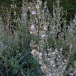 Salvia apiana, witte salieplant met zilverachtige bladeren in pot.