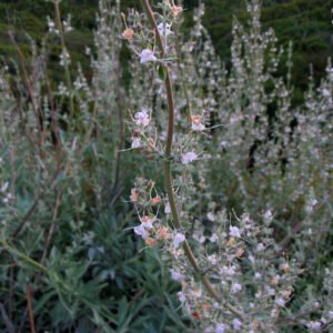 Salvia apiana, witte salieplant met zilverachtige bladeren in pot.