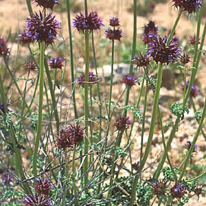 Salvia columbariae bloem met paarse en witte bloemblaadjes.