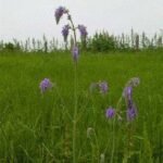 Salvia Nutans plant met zachte blauwe bloemen op groen blad.