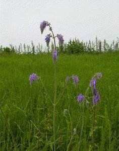 Salvia Nutans plant met zachte blauwe bloemen op groen blad.