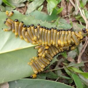 Zaagwesp larven op blad in Vietnam.