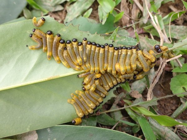 Zaagwesp larven op blad in Vietnam.