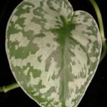 Scindapsus pictus blad met zilverachtige vlekken.