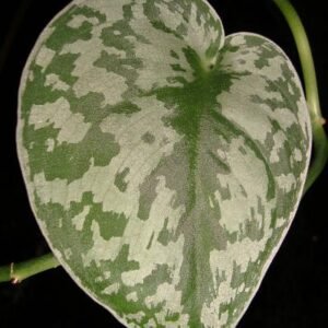 Scindapsus pictus blad met zilverachtige vlekken.