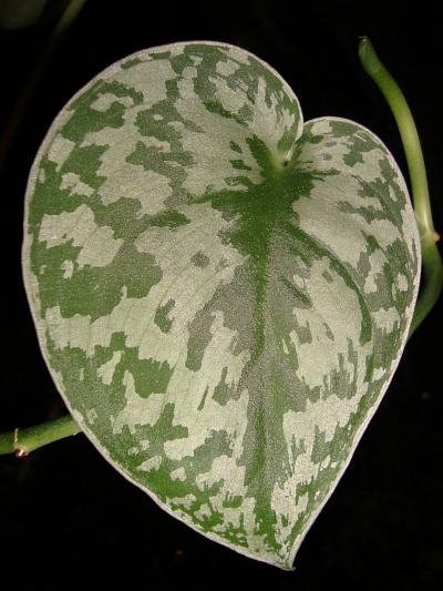 Scindapsus pictus blad met zilverachtige vlekken.