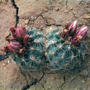 Mesa Verde cactus with pink flowers on green spiky stems.