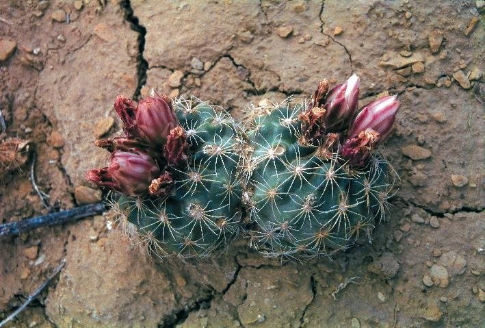 Mesa Verde cactus with pink flowers on green spiky stems.