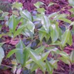 Scolopia braunii plant in Tamban State Forest.