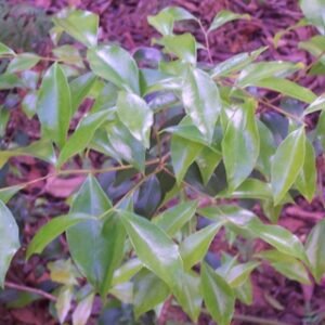 Scolopia braunii plant in Tamban State Forest.