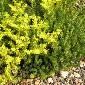 Zacht vetkruid met gele bloemen in tuinomgeving.