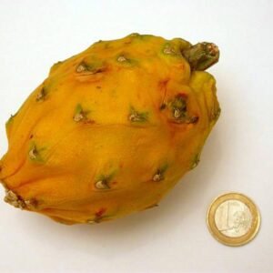 Gele Selenicereus megalanthus cactus met witte bloem.