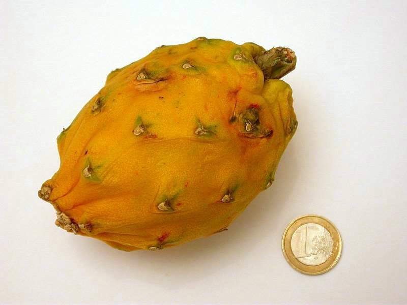 Gele Selenicereus megalanthus cactus met witte bloem.