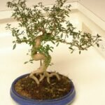 Prachtige Serissa kamerplant met witte bloemen en glanzend groen blad.