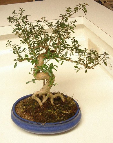 Prachtige Serissa kamerplant met witte bloemen en glanzend groen blad.