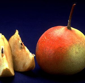 Sappig Shipova-fruit op witte achtergrond.