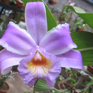 Sobralia decora orchidee bloem in Costa Rica's Tapanti region.