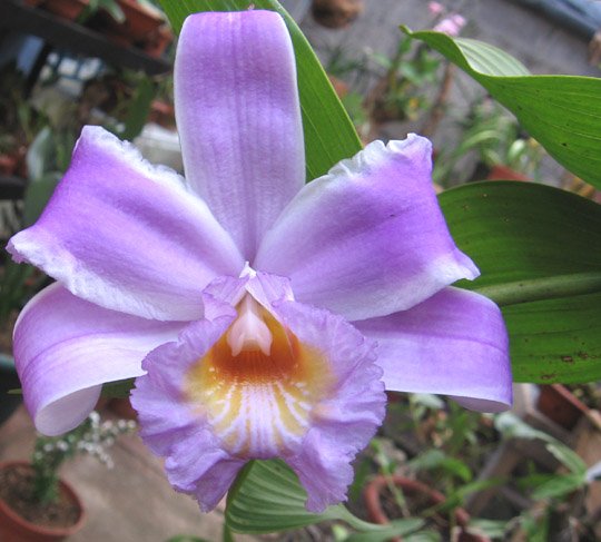 Sobralia decora orchidee bloem in Costa Rica's Tapanti region.