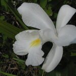 Witte Sobralia liliastrum orchidee bloem in volle bloei met groene bladeren.