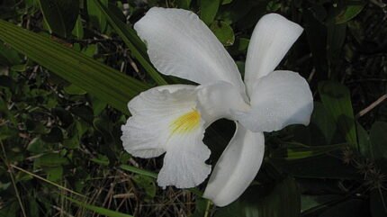 Witte Sobralia liliastrum orchidee bloem in volle bloei met groene bladeren.