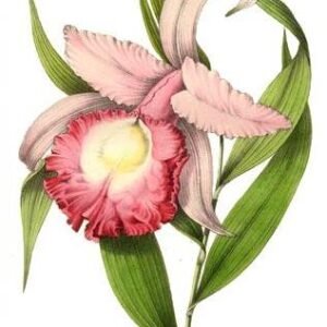 Roze Sobralia macrantha orchidee met grote bloem en groene bladeren.