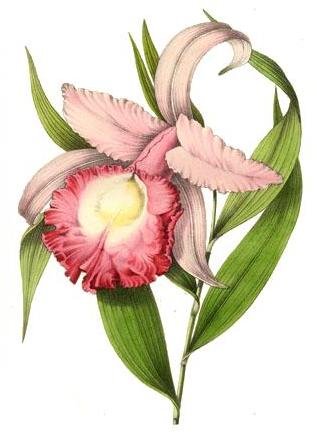 Roze Sobralia macrantha orchidee met grote bloem en groene bladeren.