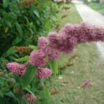 Spiraea salicifolia bloeiende plant met witte bloemen en groene bladeren.