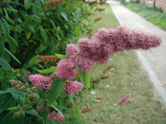 Spiraea salicifolia bloeiende plant met witte bloemen en groene bladeren.